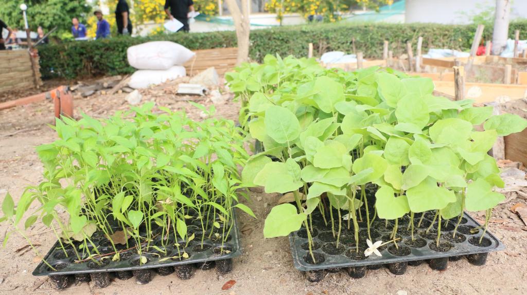 รวมพลังชาว ศภ.8 กสอ. ร่วมส่งเสริมหลักปรัชญาเศรษฐกิจพอเพียง